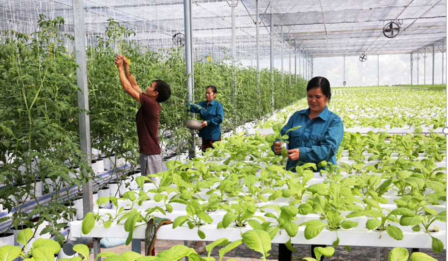 Truy xuất nguồn gốc nông sản: Chìa khóa đưa nông nghiệp Việt vươn xa